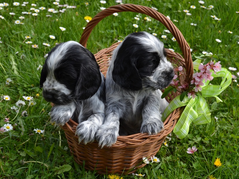 46 - Laky, Lady Abigail.JPG